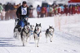 Lenk 2013